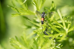 Macrophya annulata