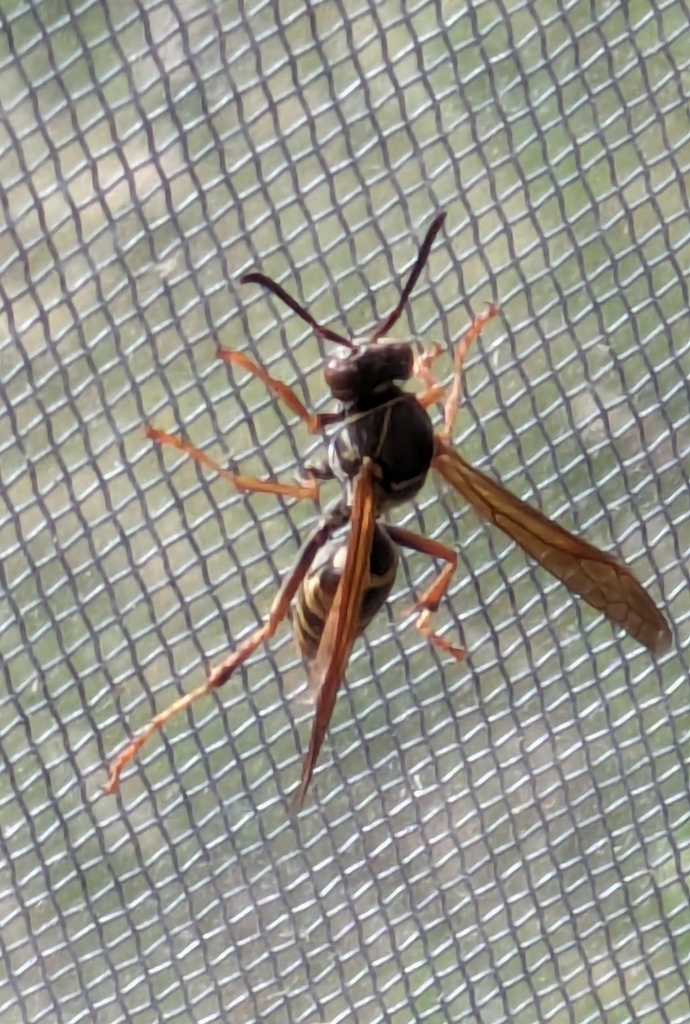 Northern Paper Wasp from Fish Lake Township, MN, USA on April 30, 2024 ...