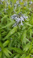 Amsonia illustris