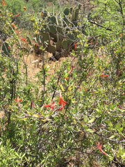 Anisacanthus thurberi