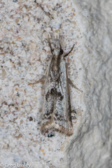 Microcrambus croesus