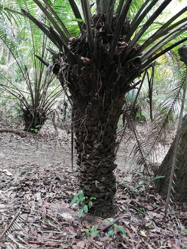 Elaeis oleifera image