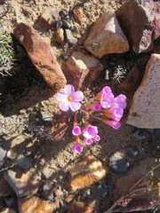 Oxalis attaquana