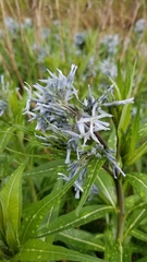 Amsonia illustris