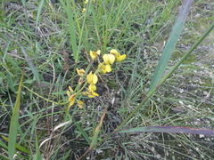 Crotalaria lanceolata