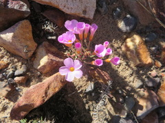 Oxalis attaquana