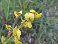 Crotalaria lanceolata