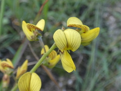 Crotalaria lanceolata