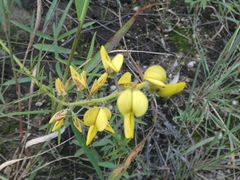 Crotalaria lanceolata