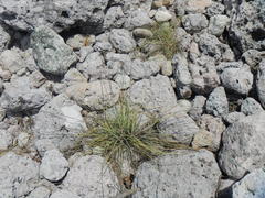 Cyperus sordidus