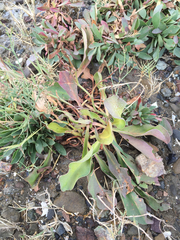 Limonium californicum