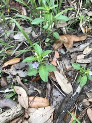 Dyschoriste humistrata