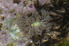 Thalassianthus aster