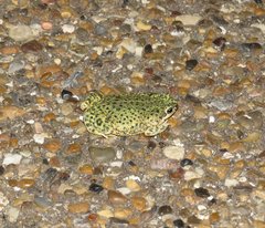 Anaxyrus debilis