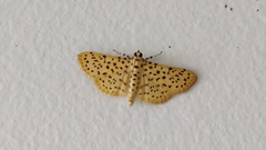 Polygrammodes eleuata