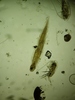 Appendicularia - Photo (c) Edgar Segovia, some rights reserved (CC BY-NC), uploaded by Edgar Segovia