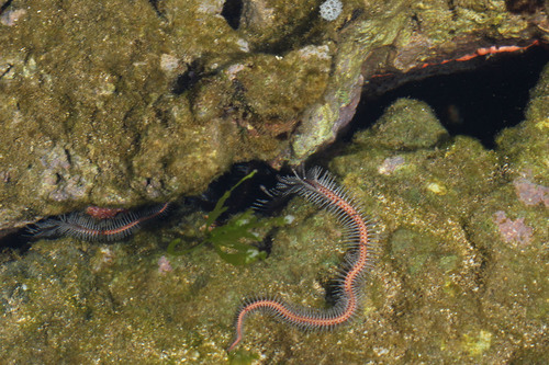 Ophiomastix annulosa