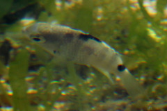 Abudefduf septemfasciatus