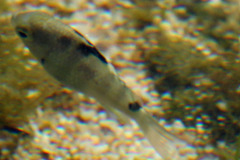 Abudefduf septemfasciatus