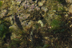 Abudefduf septemfasciatus