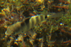 Abudefduf septemfasciatus