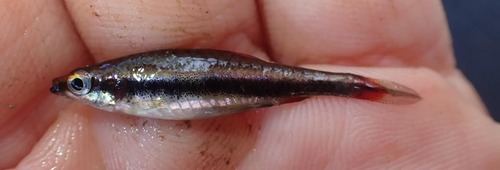 Anomalous pencilfish (Nannostomus beckfordi) — Lebiasinidae — 2
