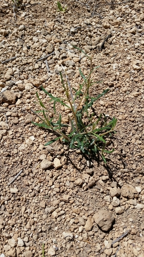 Image of Mentzelia springeri by no rights reserved