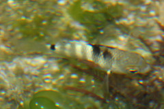 Abudefduf septemfasciatus