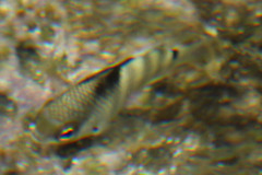 Abudefduf septemfasciatus