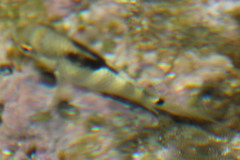 Abudefduf septemfasciatus
