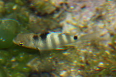 Abudefduf septemfasciatus