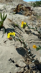 Camissoniopsis cheiranthifolia cheiranthifolia