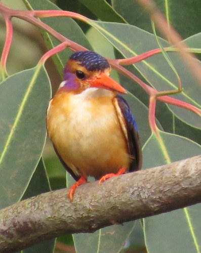 Ispidina picta