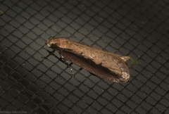 Leptocroca sanguinolenta