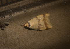 Heteroteucha anthodora