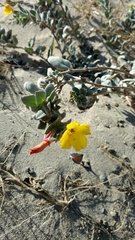 Camissoniopsis cheiranthifolia cheiranthifolia