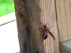 Polistes tenebricosus