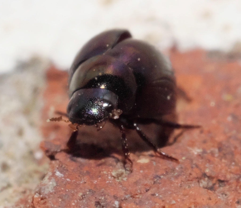 Derallus altus