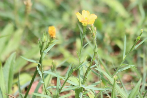 Image of Linum berlandieri by (c) Rich Sommer, some rights reserved (CC BY)