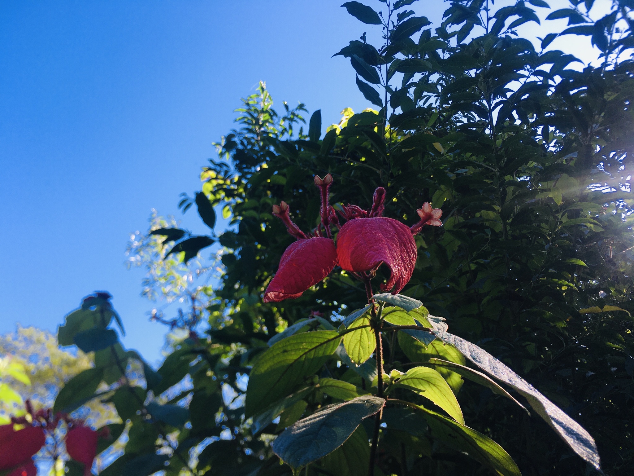 Imagem de Mussaenda-vermelha