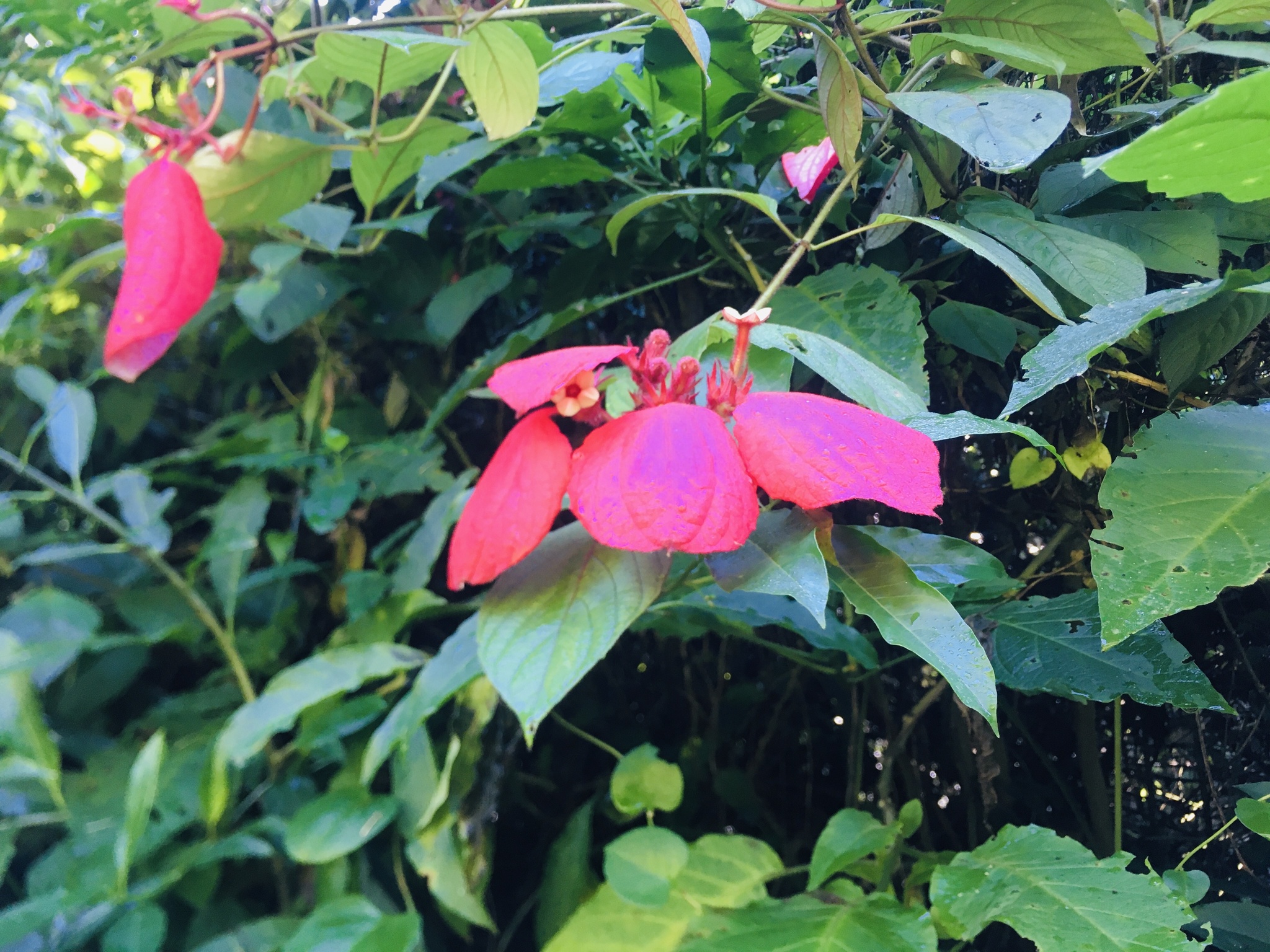 Imagem de Mussaenda-vermelha