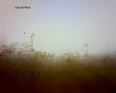 Pseudohydropus commenticius