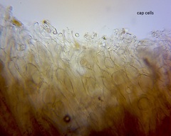 Pseudohydropus commenticius