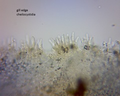 Pseudohydropus commenticius