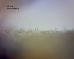 Pseudohydropus commenticius