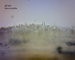Pseudohydropus commenticius