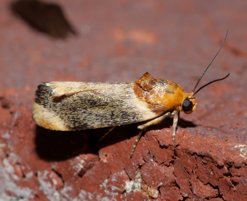 Yellow Spragueia Moth photo 2