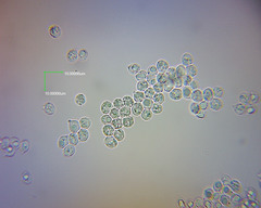 Pseudohydropus commenticius