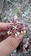 Asclepias zanthodacryon