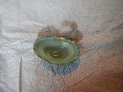 Fissurella virescens